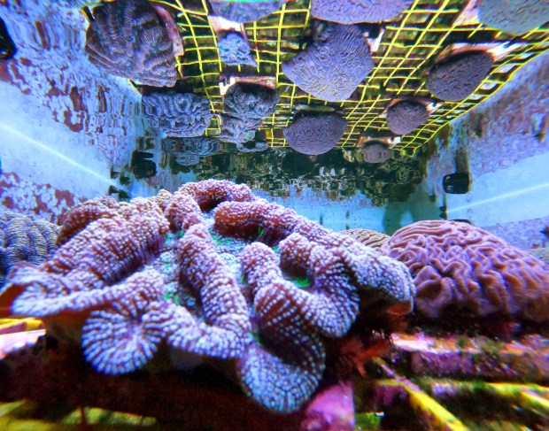 Varieties of coral grow indoors at the Florida Coral Rescue Center in Orlando, Wednesday, March 31, 2021. FCRC, opening a year ago, is a public-private consortium project of SeaWorld Orlando, Disney Co., the Fish & Wildlife Foundation of Florida, the Florida Fish and Wildlife Conservation Commission, the Association of Zoos and Aquariums, NOAA and other marine, science and conservation organizations. SeaWorld coral biologists manage the daily operations and the 18 aquarium pools at the FCRC, growing hundreds of coral heads of various species that are under threat from disease and pollution in Florida and the Caribbean. (Joe Burbank/Orlando Sentinel)