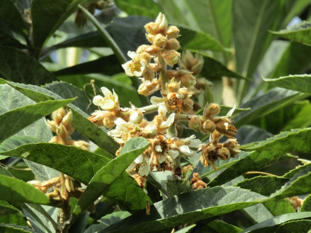 Loquat in bloom. (Courtesy Tom MacCubbin)